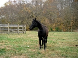 Chestnut Mill Ranch in Autumn