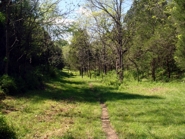 Wooded Lane on Chestnut Mill Ranch