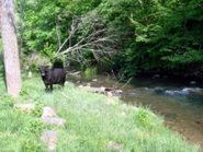 Excellent Pasture Land on Chestnut Mill Ranch