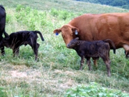 New Arrivals At Chestnut Mill Ranch