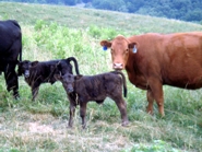 New Arrivals At Chestnut Mill Ranch