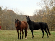 Horses on Chestnut Mill Ranch