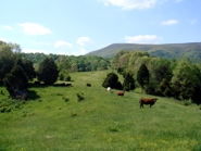 Excellent Pasture Land on Chestnut Mill Ranch