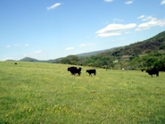 Excellent Pasture Land on Chestnut Mill Ranch